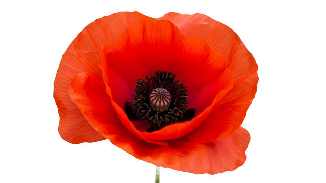 Red poppy flower head isolated on transparent background