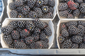 Fresh Blackberries in Market Trays