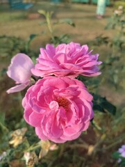 Soft pink rose fully bloomed in a garden with natural blurred background