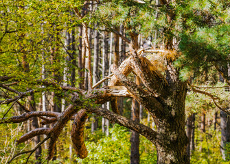 A broken tree in the forest