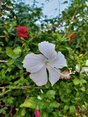 Close up of blooming white hibiscus flower with prominent stamen in a tropical gardenClose up of blooming white hibiscus flower with prominent stamen in a tropical garden