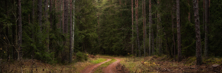winding forest dirt road deep into dense spruce autumn woodland. Widescreen photo of a natural forest landscape. Picturesque panorama in 15x5 format. Beautiful panoramic horizontal side view