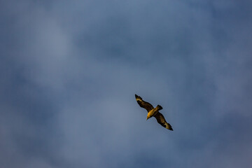 A lone raptor glides through Southern Iceland&rsquo;s crisp afternoon sky where silence and motion dance above the clouds