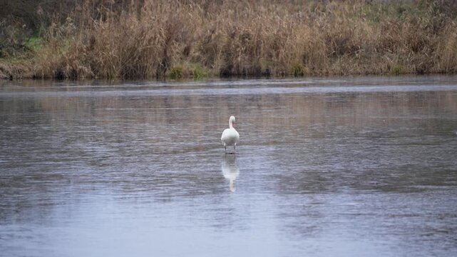 A mute swan stands on thin frozen river ice, reflected in the smooth ice. A quiet winter marshland with brown reeds in the background.