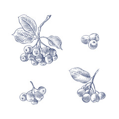 Set of aronia branches and berries. Hand drawn botanical vector illustration in engraving style
