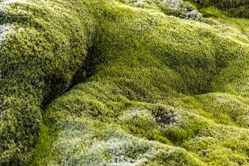A velvety moss tapestry glows across Southern Iceland&rsquo;s hillside in the hush of afternoon light