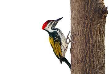 great spotted woodpecker on transparent background
