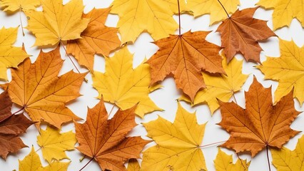 Autumn maple leaves foliage background for fall season colorful nature botanical design