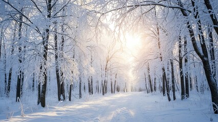 Snowy winter wonderland landscape trees branches nature scene sunlight forest cold frosty bright outdoors