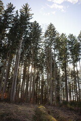 Sunlight through Tall Pine Forest Trees