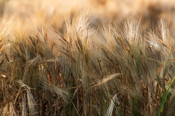 Ripe Barley. Close up of Ripe golden barley.