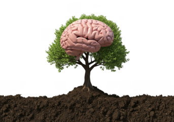 Human brain tree growing from soil concept isolated on transparent background