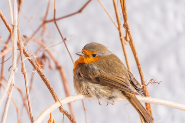 Cute bird the European Robin, Erithacus rubecula. sitting on the tree branch in winter.