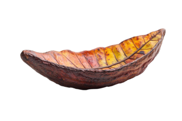 Single tropical almond leaf on white background, showing dark red color and prominent veins against plain backdrop