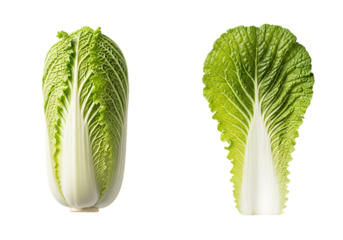 Closeup of napa cabbage and a single leaf isolated on transparent background