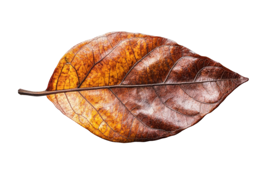 Single tropical almond leaf on white background, showing dark red color and prominent veins against plain backdrop