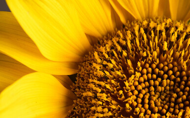 sunflower close up
