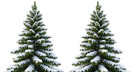 Two snow covered pine trees isolated on transparent background