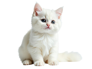 A close-up shot of a white cat with bright blue eyes sitting on a white background
