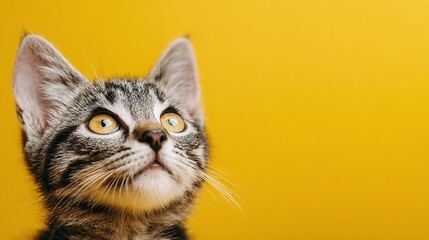 A curious kitten gazes upwards, its bright yellow eyes full of wonder. The feline's striped fur contrasts beautifully with the solid yellow backdrop, creating a captivating portrait.