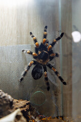 Colorful tarantula with striking orange and black patterns is climbing on glass enclosure, showcasing its unique features and natural habitat in a terrarium setting