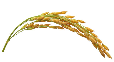 Golden paddy rice ear isolated PNG on transparent background, ripe grain crop for agriculture and harvest season © James
