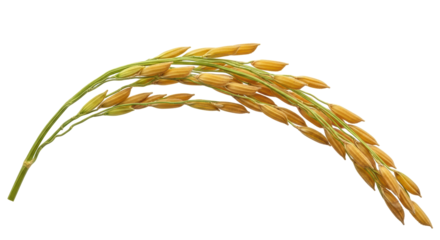 Golden paddy rice ear isolated PNG on transparent background, ripe grain crop for agriculture and harvest season