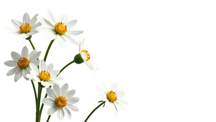 A bouquet of white flowers arranged in a decorative vase