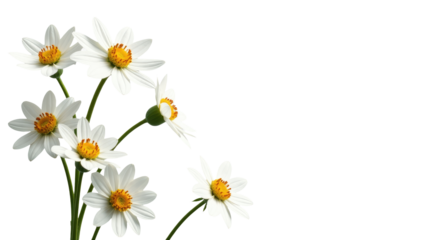 A bouquet of white flowers arranged in a decorative vase