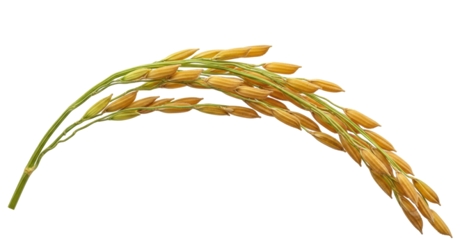 Golden paddy rice ear isolated PNG on transparent background, ripe grain crop for agriculture and harvest season