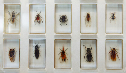 Collection of various insects displayed in clear cases, showcasing unique features and textures,...