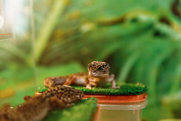 Two colorful geckos resting on a green surface inside a terrarium, surrounded by lush foliage, showcasing their unique patterns and textures in a vibrant habitat. soft focus