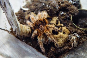 Close-up of a vibrant tarantula resting on textured substrate inside its habitat, showcasing intricate details of its fur and environment, emphasizing natural beauty and wildlife