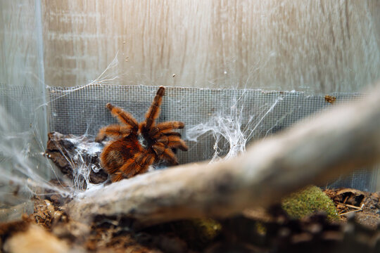 Brown tarantula spider resting in its habitat, surrounded by natural elements like wood and moss, showcasing intricate web patterns and earthy textures
