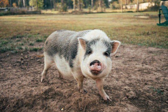 pot belly pig in a field