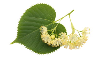 Linden flowers with leaf isolated PNG, fragrant blossoms of Tilia tree on transparent background for herbal tea and natural medicine