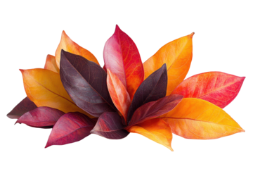 Autumn leaf arrangement with red, orange, and purple leaves isolated on white, showcasing fall colors for seasonal design or decoration elements