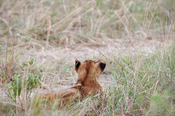 Lion