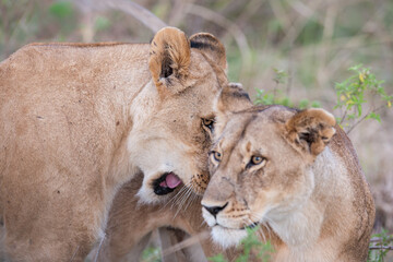 lion and lioness