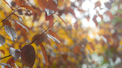 Autumn red and yellow leaves on branches in warm, soft light