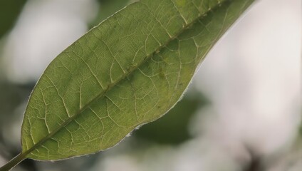 Close-up of a translucent green leaf, showcasing intricate veins and textures