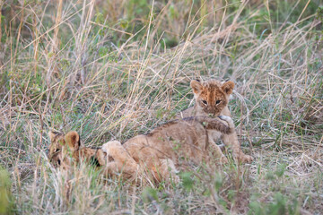 lioness in the grass