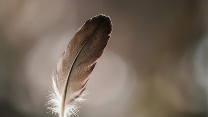 Close-up of a single brown feather with fine detail, soft sunlight, and blurred background
