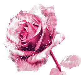 Naklejka premium PNG Rose rose flower plant.