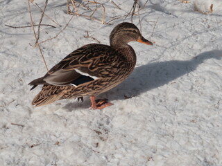 duck in snow