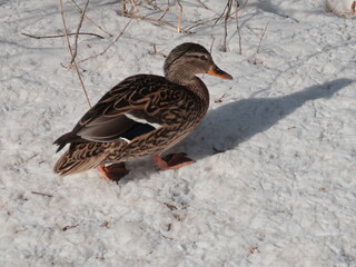wild duck in snow