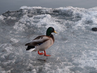 duck on ice