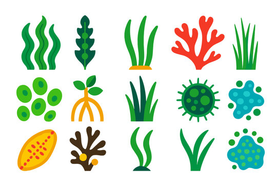 Marine Plant Icons. Flat vector icons of marine plants: seaweed, kelp, seagrass, red algae, green algae, mangrove root, salt marsh
