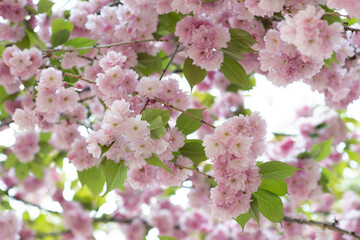 Blooming sakura branches with soft pink flowers