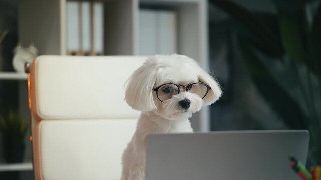 Humorous Maltese dog in eyeglasses sitting in front of laptop, online education